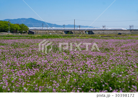 東海道新幹線N700系と蓮華畑 30398172