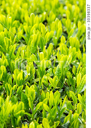 日本茶の茶葉　新芽　新茶 30398337
