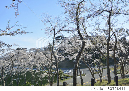 西行戻しの松公園　公園内の風景(日本三景松島) 30398411