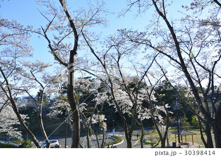 西行戻しの松公園 公園内の風景(日本三景松島) 西行戻しの松公園 公園内の風景(日本三景松島) 30398414