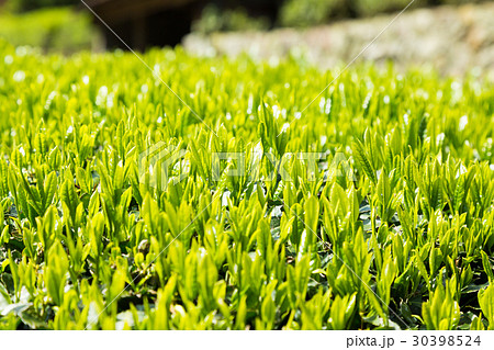 日本茶の茶葉　新芽　新茶 30398524