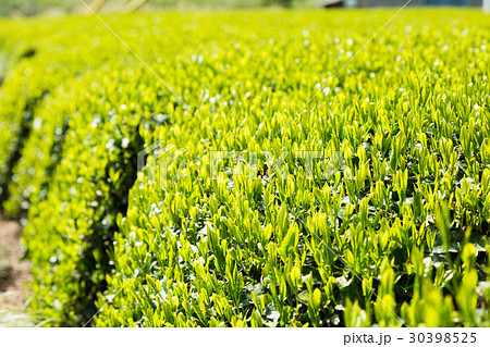 日本茶の茶葉　新芽　新茶 30398525
