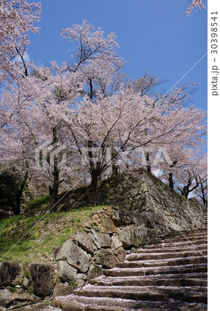 桜満開の岡山県津山市「鶴山公園(津山城趾)」 桜満開の岡山県津山市「鶴山公園(津山城趾)」 30398541