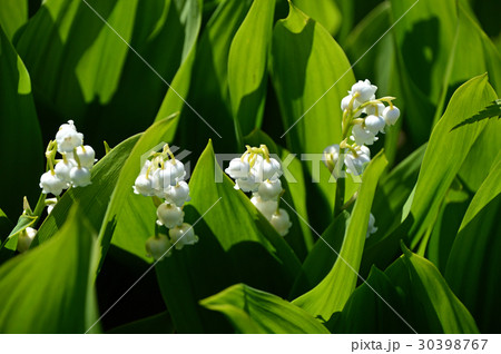 スズラン(鈴蘭) スズラン(鈴蘭) 30398767