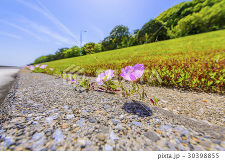 ヒルザキモモイロツキミソウ 30398855