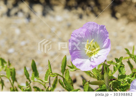 ヒルザキモモイロツキミソウ 30398862