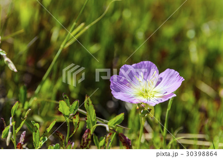 ヒルザキモモイロツキミソウ 30398864