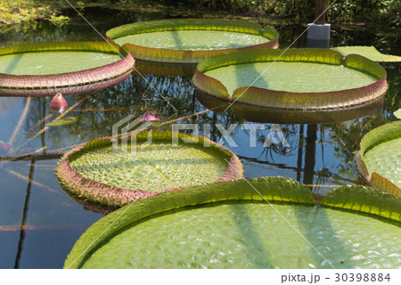 オオオニバス 30398884