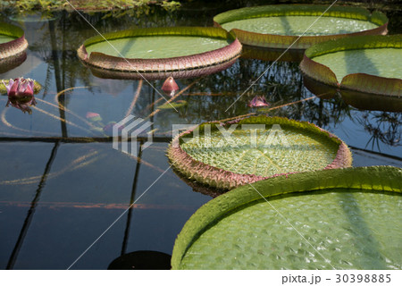 オオオニバス オオオニバス 30398885