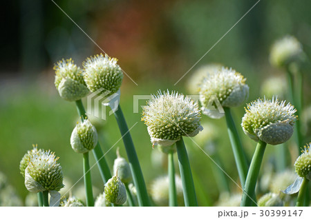 ネギボウズ（葱坊主） 30399147