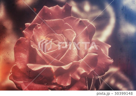 バラ バラ 30399148