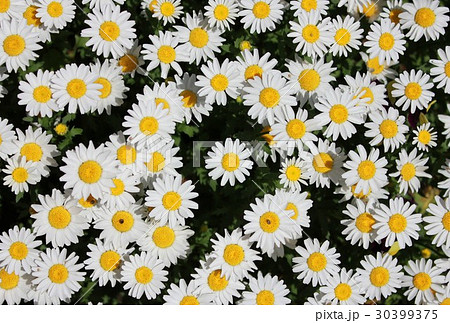 ノースポール　～白い花～ 30399375