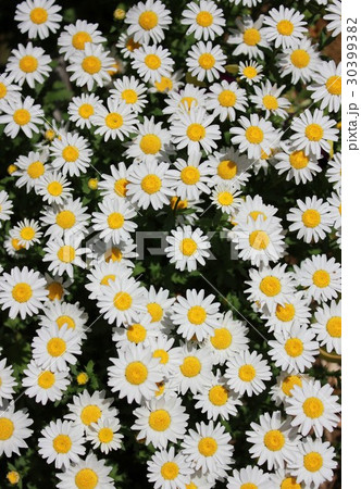 ノースポール　～白い花～ 30399382