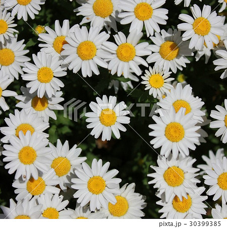 ノースポール　～白い花～ 30399385