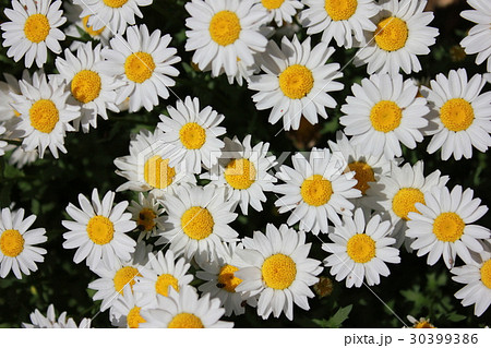 ノースポール　～白い花～ 30399386