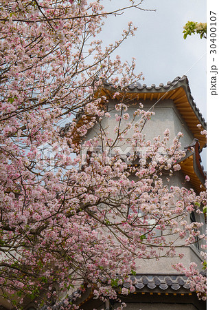 台湾 陽明山 花 30400107