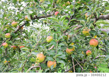 Apple (Malus domestica), on the tree in japan 30400212