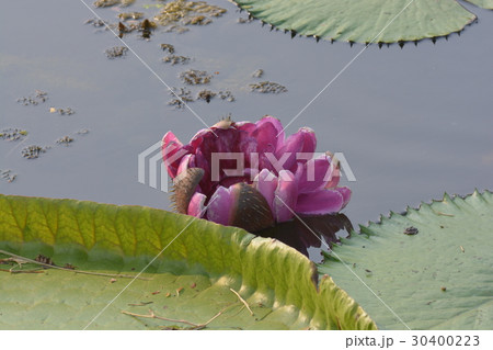 A beautiful pink waterlily (Victoria ) A beautiful pink waterlily (Victoria ) 30400223