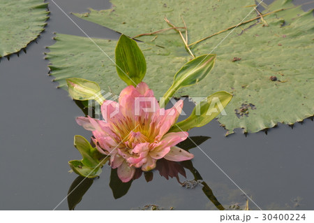 A beautiful old rose water lily   30400224