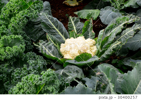 Cauliflower 30400257