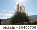 ススキの穂 30400706