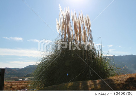 ススキの穂 30400706