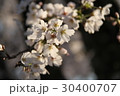 夕方の桜 30400707