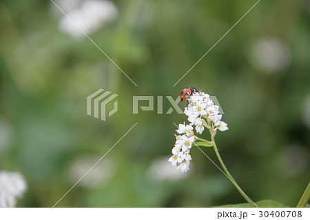 白い花とてんとう虫 30400708