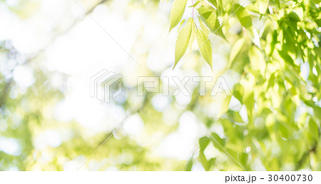 植物 植物 30400730