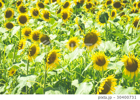 ひまわり畑 ひまわり畑 30400731