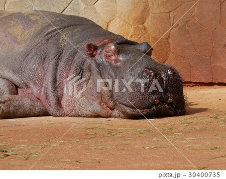 昼寝するカバ 　 30400735