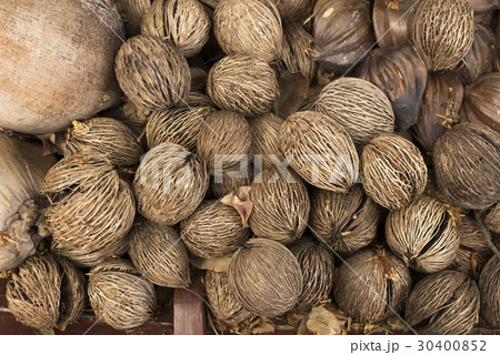 Pong Pong or cerbera odollam gaertn 30400852