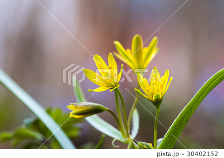 Springtime flowers closeup Springtime flowers closeup 30402152