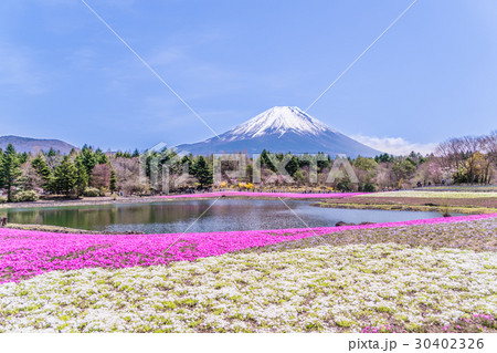 日本の春 満開の芝桜と富士山の風景 日本の春 満開の芝桜と富士山の風景 30402326