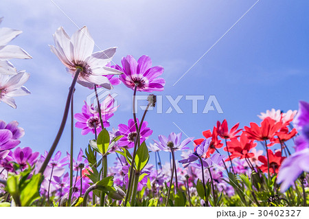 春の日差しに照らされるアネモネの花畑 春の日差しに照らされるアネモネの花畑 30402327