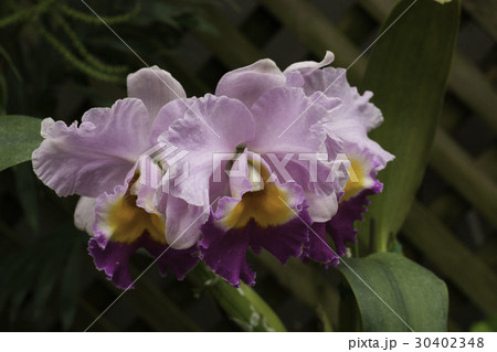 ピンクのデンドロビューム 30402348