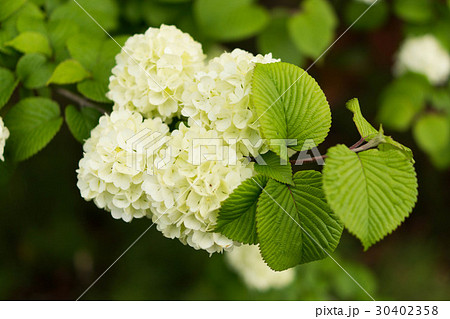 白いオオデマリ 30402358