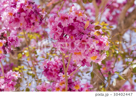 Pink ipe or pink lapacho, Tabebuia Pink ipe or pink lapacho, Tabebuia 30402447