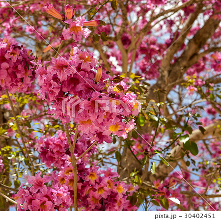 Pink ipe or pink lapacho, Tabebuia avellanedae or の写真素材 [30402451] - PIXTA