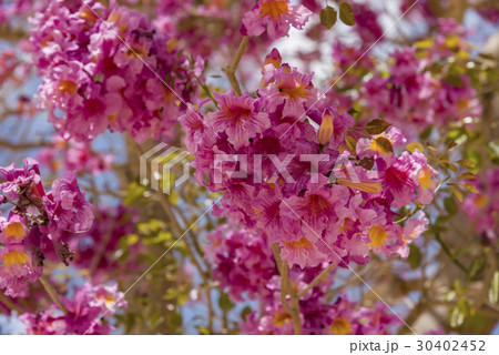 Pink ipe or pink lapacho, Tabebuia avellanedae or Pink ipe or pink lapacho, Tabebuia avellanedae or 30402452