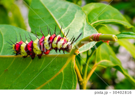 Caterpillar 30402816
