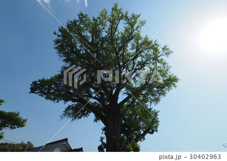 有田の大銀杏（大公孫樹） 30402963