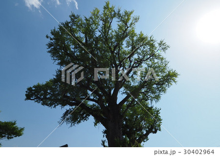 有田の大銀杏（大公孫樹） 30402964