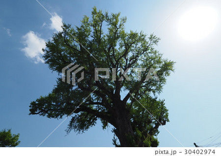 有田の大銀杏(大公孫樹) 有田の大銀杏(大公孫樹) 30402974