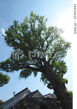 有田の大銀杏（大公孫樹） 30402981