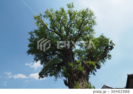 有田の大銀杏（大公孫樹） 30402986