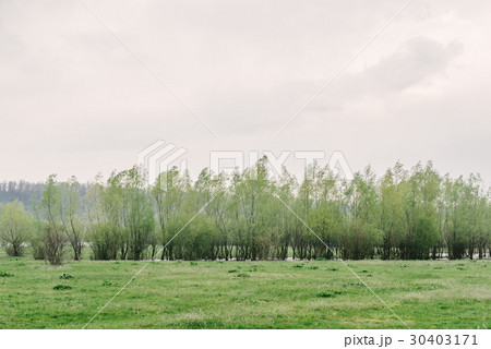 Spring landscape green trees 30403171