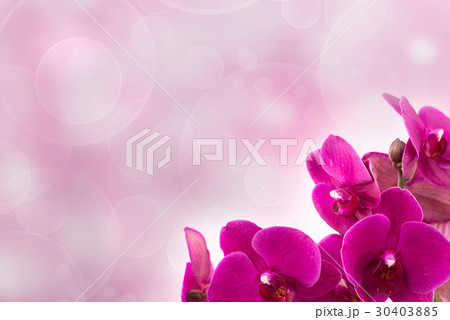 Phalaenopsis on light pink background 30403885