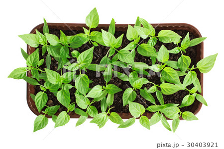 Container with pepper seedlings plants isolated 30403921