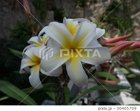 プルメリア 30405709